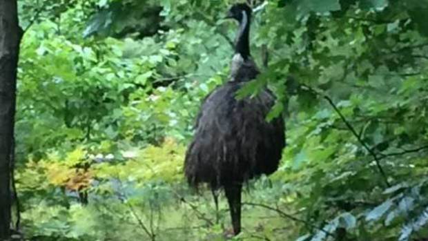 Emu on the loose in Bow NH