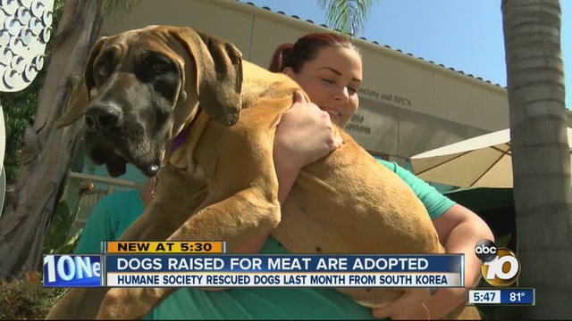 Fifteen of the 29 were put up for adoption Thursday and the rest will be available in the next few days.                      KGTV