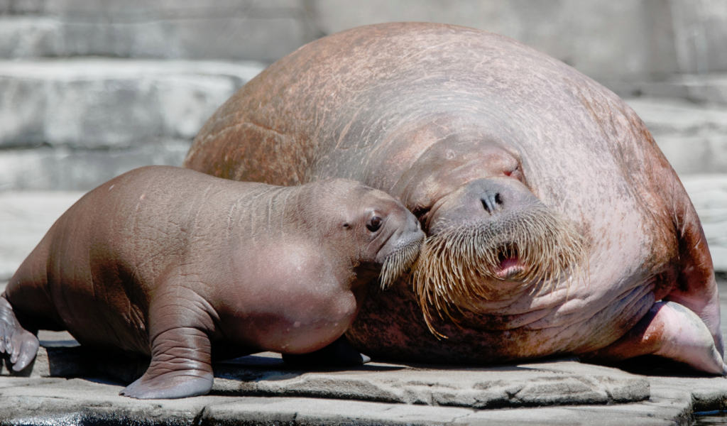 DOJ Opens Investigation into Deaths of 25 Walrus near Cape Lisburne