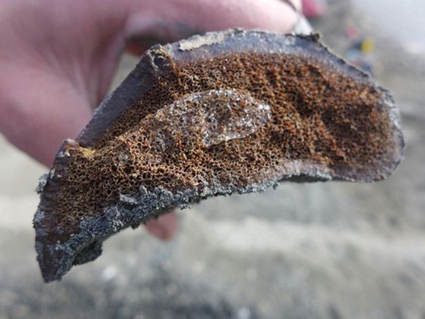 Samples of frozen bone were uncovered at the Liscomb Bone Bed in the Prince Creek Formation in northern Alaska