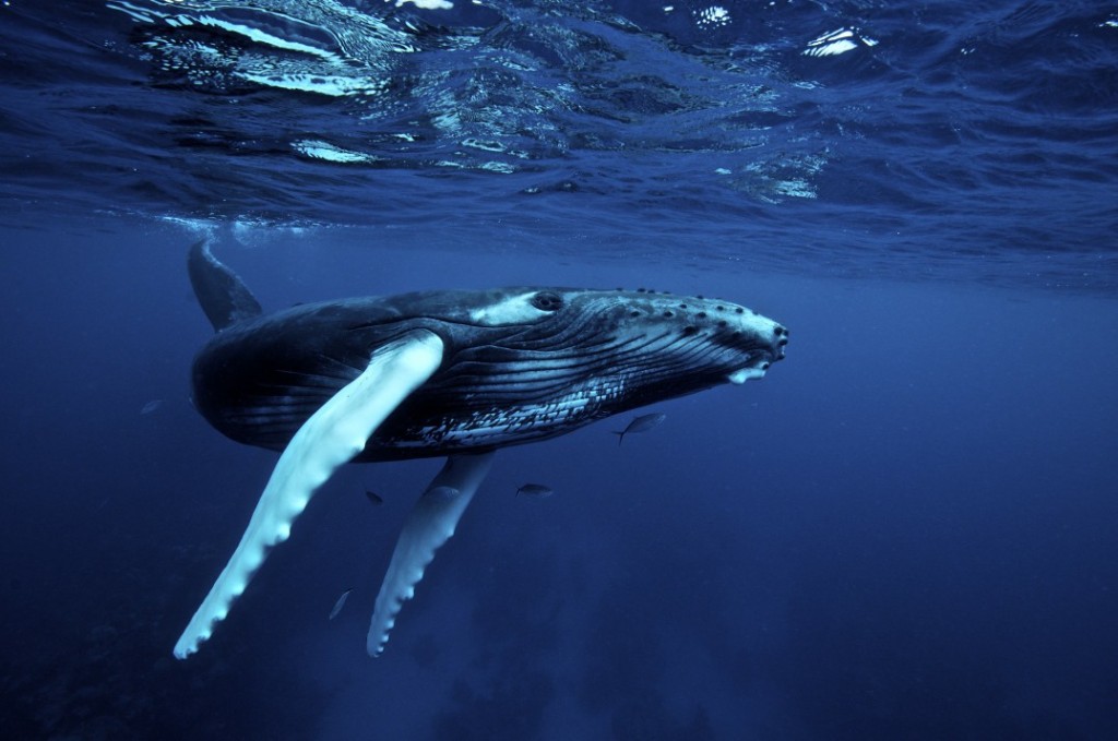 'humpback whales visit oregon