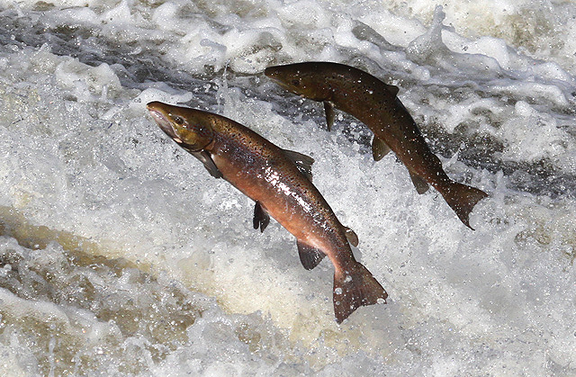 Earliest Remains of Salmon Fishing found in North America