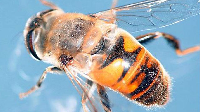 Michael Smith American Scientist who uses his own body for a painful experiment to test the effect of a bee sting on his scrotum to see where it hurt him the most. He is a Postgraduate student studying bee behaviour