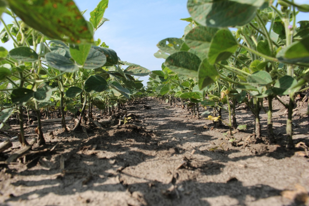 China Trade Delegation to Buy U.S. Soybeans Worth $5.3 Billion