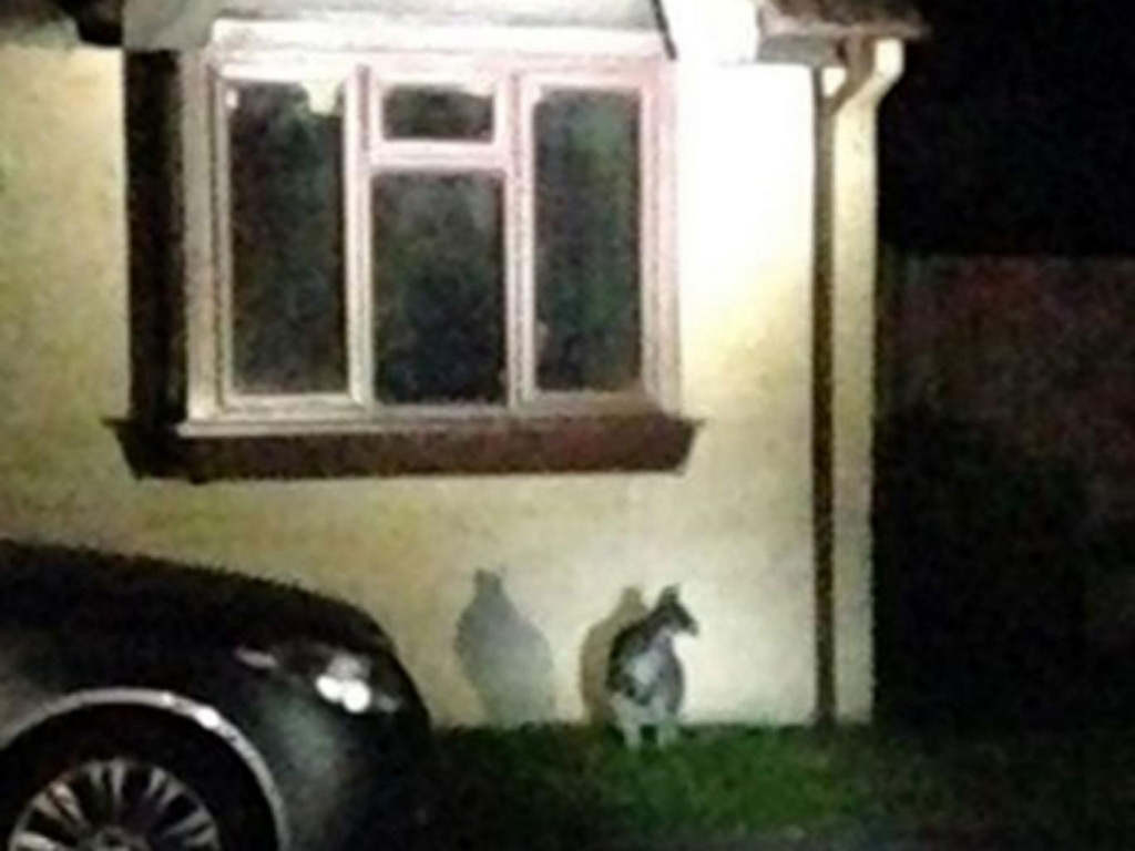 A wallaby on the loose in Dursley Gloucestershire