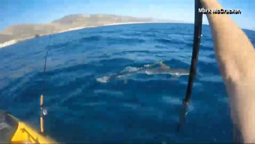 GoPro Video Shows 'Aggressive' Hammerhead Shark Trying To Ram Kayaker: 'I Had