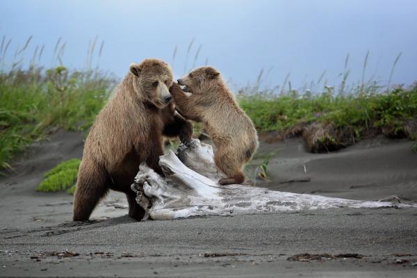 Man, 62, mauled by bear while walking in Funny River woods