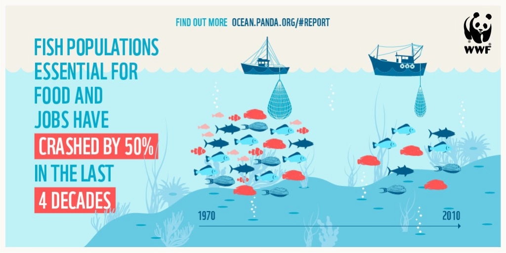 The world's populations of marine wildlife have almost halved since the 70s