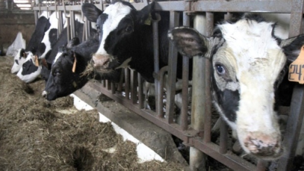 Mark Balkwill a dairy farmer in Kingsville says the TPP could put some dairy farmers out of business