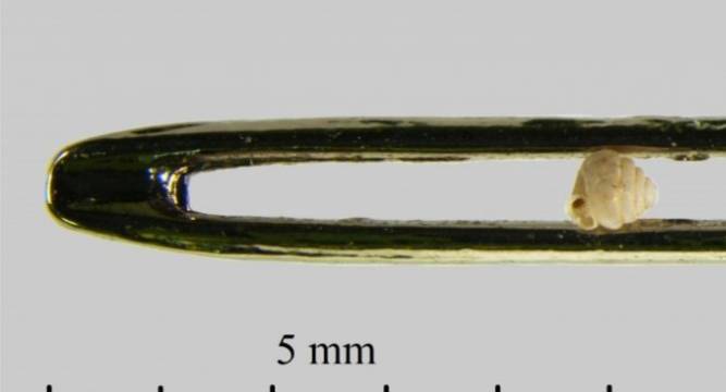 World's tiniest land snail can fit inside the eye of a NEEDLE