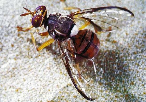 More than 400 Crops Affected by Oriental Fruit Fly in Florida