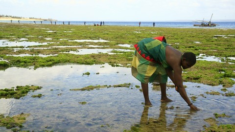 HALO Trust leads the way to 'mine free' Mozambique