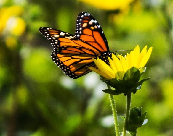 Monarch butterfly