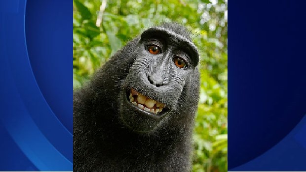 Wikimedia posts this 'selfie&#039 taken by 'Naruto&#039 an Indonesian macaque monkey with the disclaimer This file is in the public domain because as the work of a non-human animal it has no human author in whom