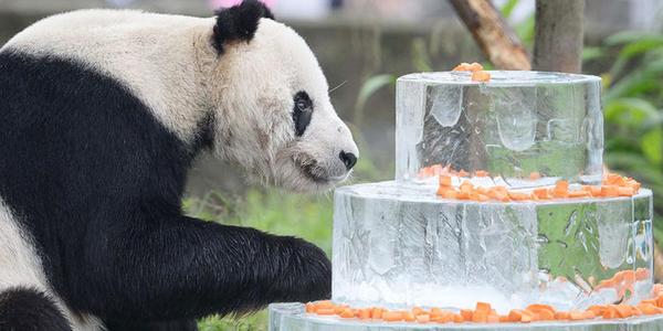 World's Oldest Male Panda