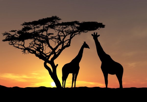 Giraffes hum to each other at night, researchers have discovered