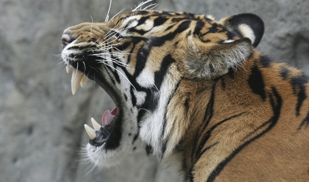 Oz 20 months old shown here at Auckland zoo earlier this month