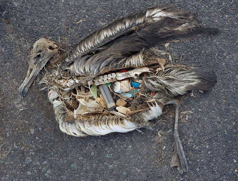 Study Says 90% of Seabirds Have Ingested Plastic