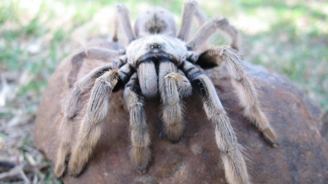 Baboon Tarantula 56055e9290104