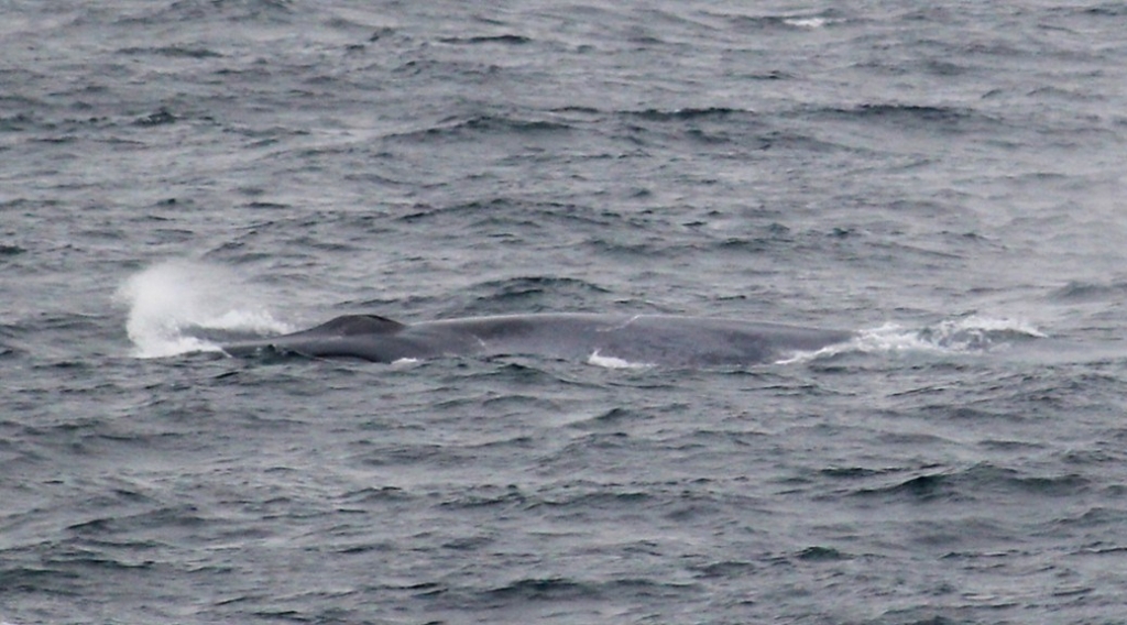 Blue whale caught on camera in English waters 'for the first time'