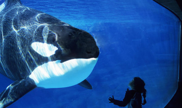 SeaWorld tanks should be OK'd, coastal staff says