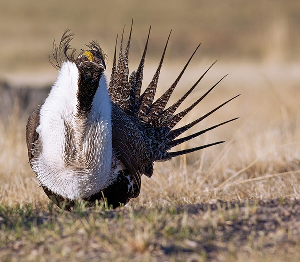 Congressman Walden Says Challenges To Helping The Sage Grouse Still Exist