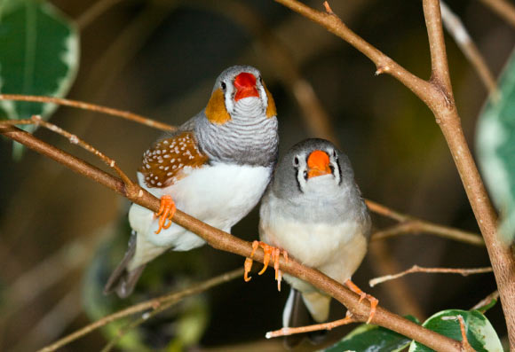 Speed-dating session of birds reveals they too can fall in love  PPP Focus