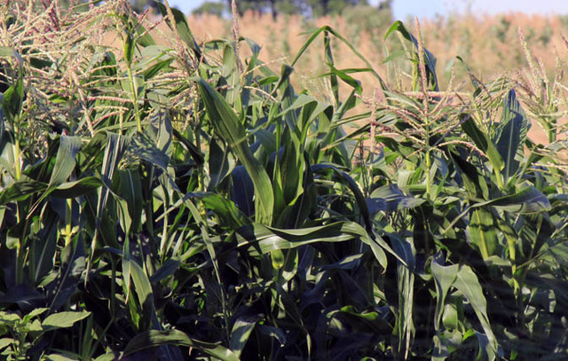 Trade mission tour to stop at two ethanol plants