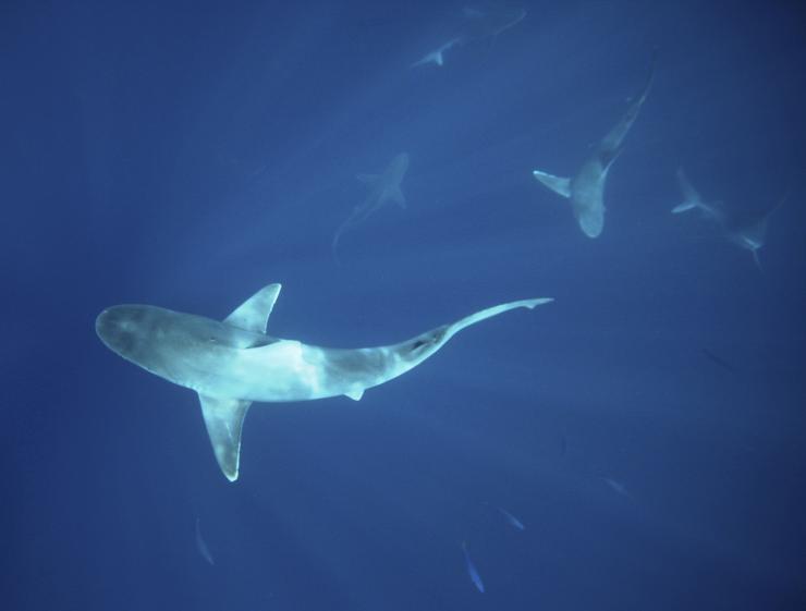 Shark-tracking app to soon guide NSW swimmers