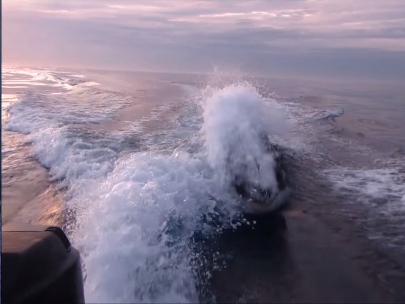 San Diego fishermen film heart-racing moment pod of killer whales chased down