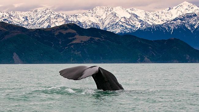 The Kermadec area is home to thousands of important species including whales