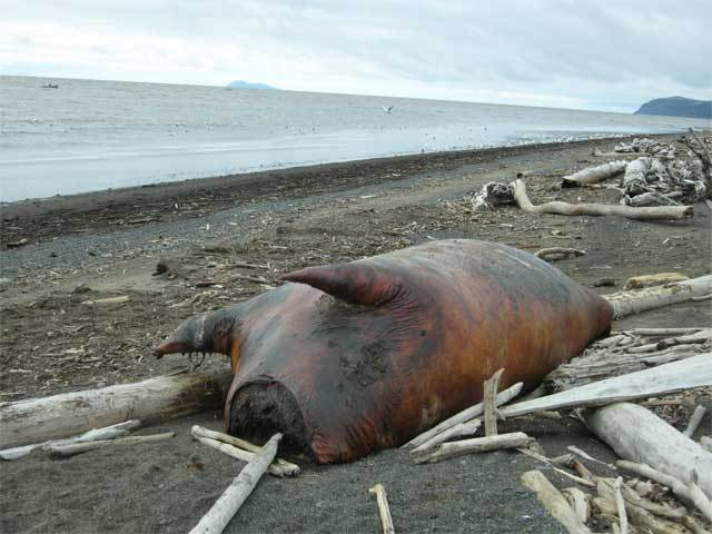 The U.S. Fish and Wildlife Services are currently investigating 25 walrus deaths which occurred in northwest Alaska