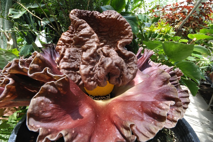 Fully Bloomed Corpse Flower