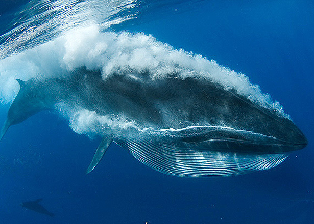 'ancestor of baleen whale found in santa cruz