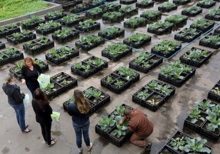 Employees of Eldorado shopping mall harvest vegetables from an organic vegetable garden on the roof of the mall in Sao Paulo Brazil