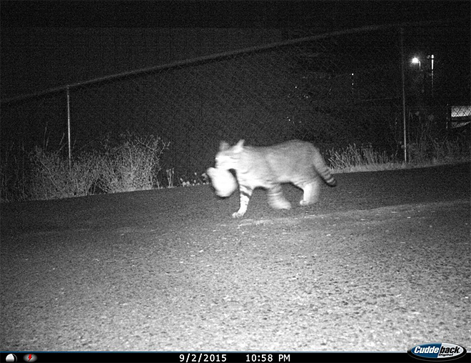 Kleptokitty steals things from Oregon neighborhood