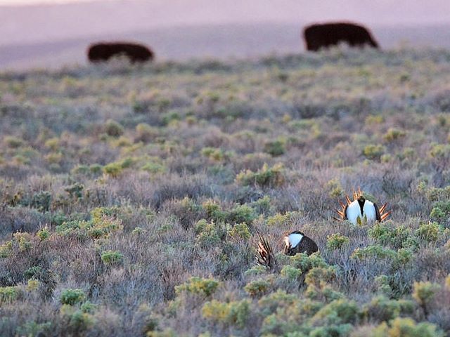 Sage_Grouse_Cattle