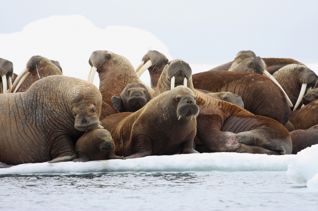 DOJ Opens Investigation into Deaths of 25 Walrus near Cape Lisburne