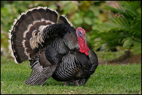 Wild Turkey