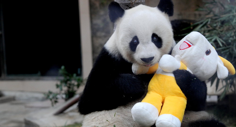 Giant panda Pan Pan holds a mascot of the 16th Asian Games at a zoo in Fuzhou south China's Fujian province