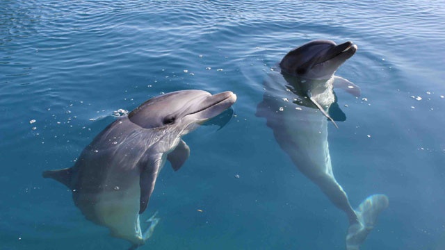 Dolphins