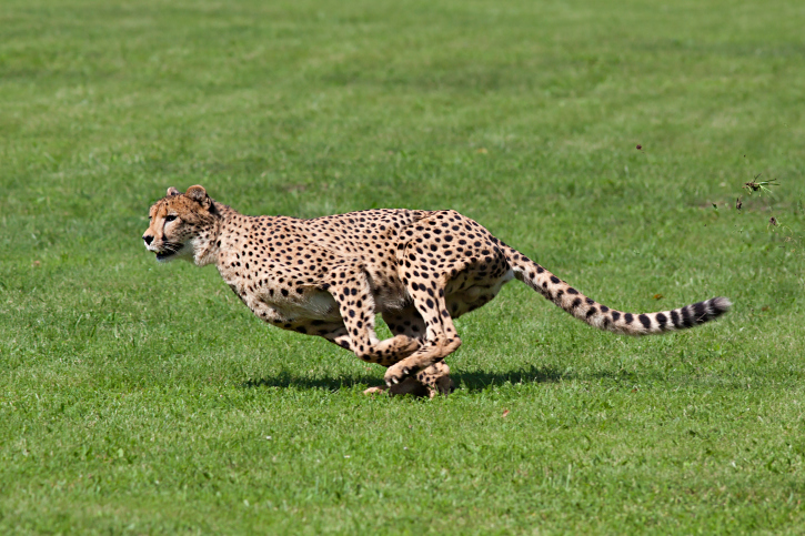 Zoo corrals cheetah on the run investigation underway