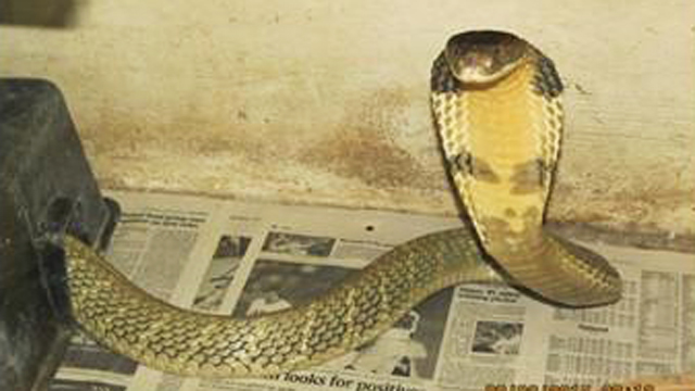 Owner's female cobra which looks similar to missing cobra