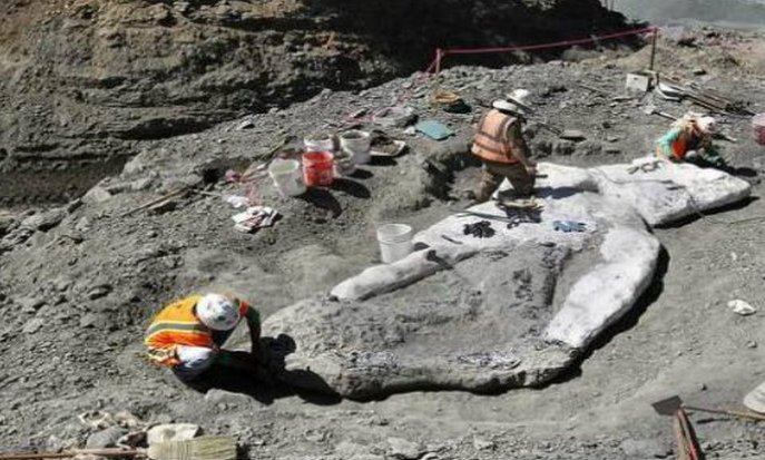 Whale fossile found in Santa Cruz