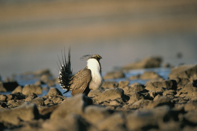 Is the greater sage-grouse endangered?