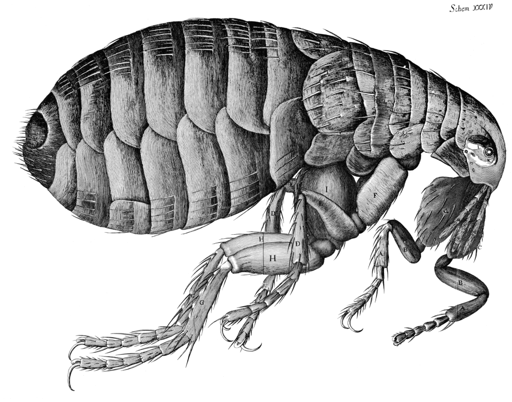 20 million-year-old amber-encased flea holds oldest evidence of bubonic plague