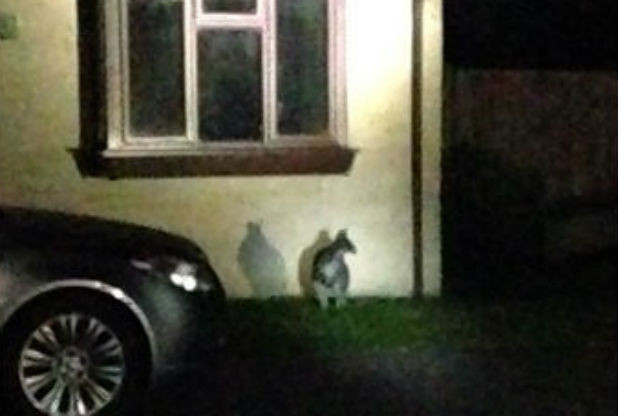 Kangaroo keeps UK police on the hop