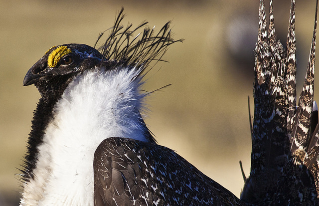 A Greater Sage Grouse