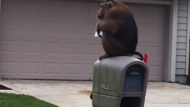 A monkey is seen eating mail while sitting on top of a mailbox in Sanford Florida on Monday Sept. 28 2015.         
                                     Sanfor