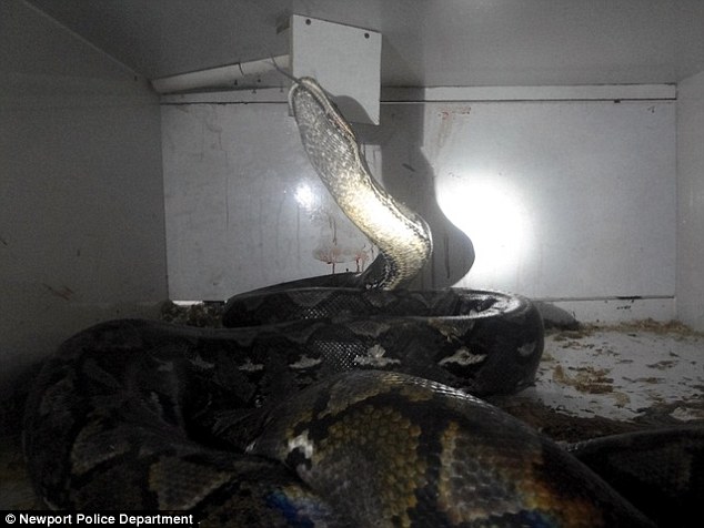 Large snake attacks man at Newport reptile shop